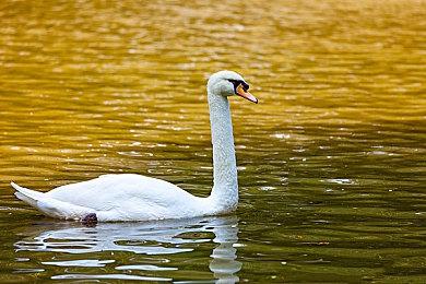 奇幻动作冒险游戏《星之旅》Steam页面上线 支持简中